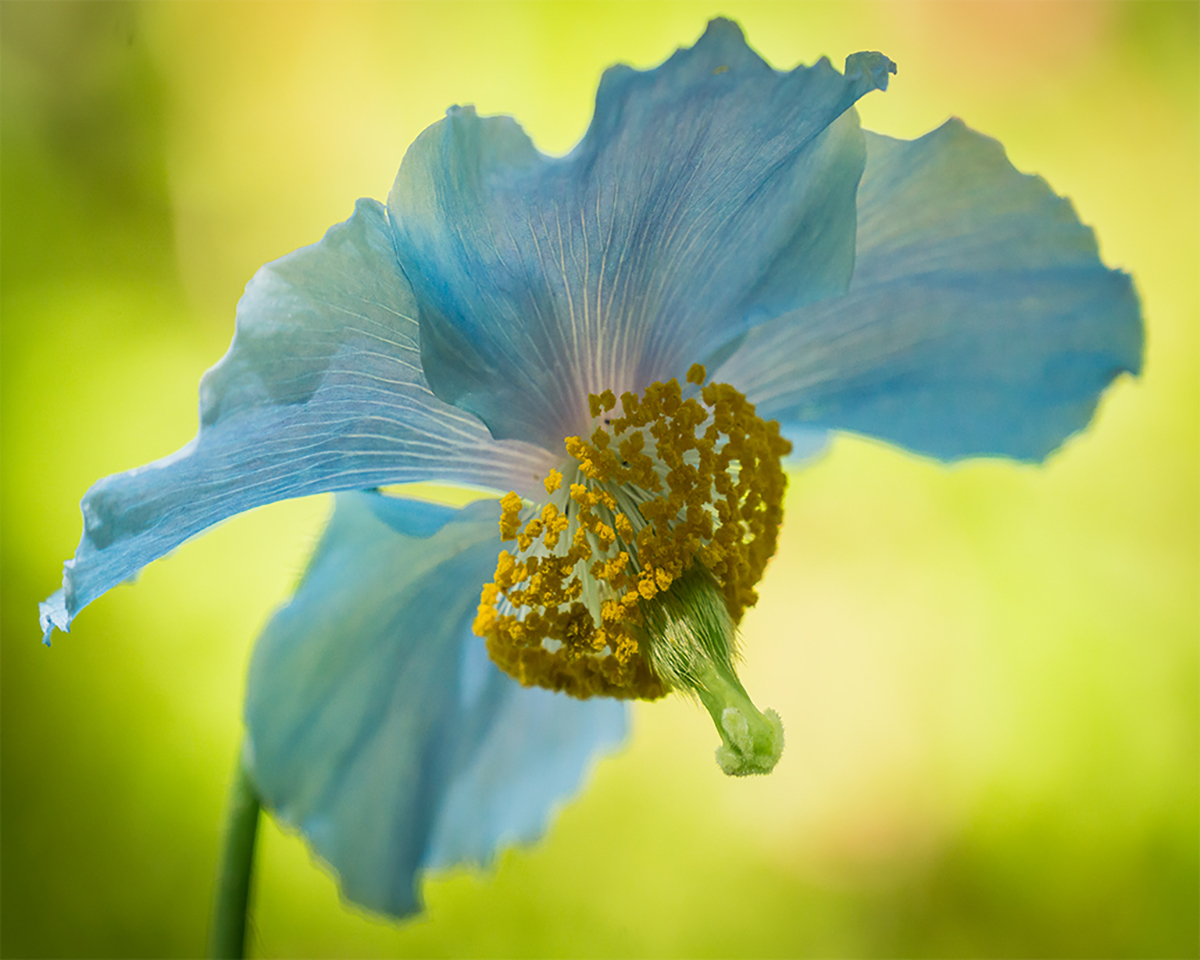 Phyllis Raffelson - Himalayan Blue Poppy
